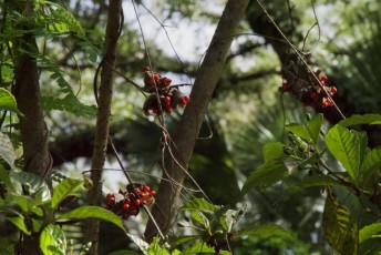 long-key-natural-area-davie-floride-6410