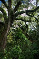 long-key-natural-area-davie-floride-6411