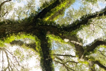 long-key-natural-area-davie-floride-6412