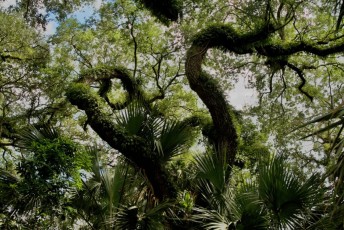 long-key-natural-area-davie-floride-6413