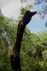 long-key-natural-area-davie-floride-6414