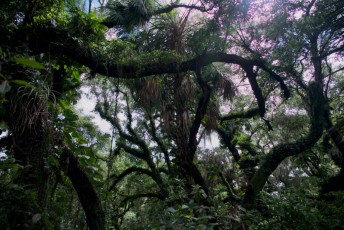 long-key-natural-area-davie-floride-6416