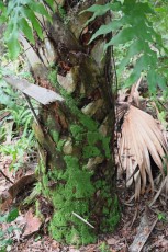 long-key-natural-area-davie-floride-6417
