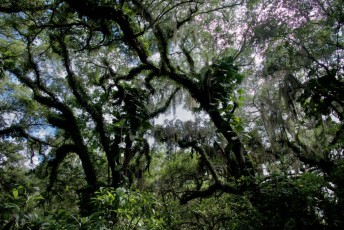 long-key-natural-area-davie-floride-6418