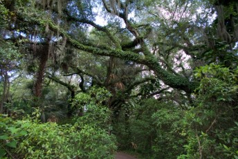 long-key-natural-area-davie-floride-6419