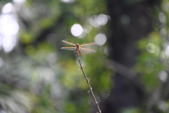 long-key-natural-area-davie-floride-6426