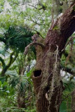 long-key-natural-area-davie-floride-6440