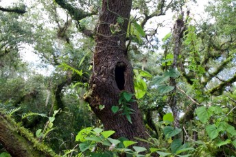 long-key-natural-area-davie-floride-6441