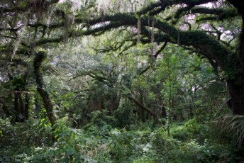 long-key-natural-area-davie-floride-6442