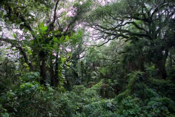 long-key-natural-area-davie-floride-6443
