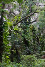 long-key-natural-area-davie-floride-6445