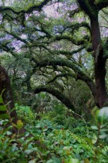 long-key-natural-area-davie-floride-6446
