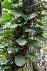 long-key-natural-area-davie-floride-6449