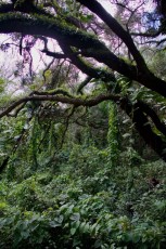 long-key-natural-area-davie-floride-6453