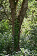 long-key-natural-area-davie-floride-6454
