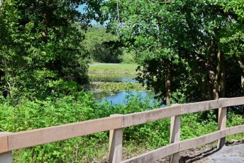 long-key-natural-area-davie-floride-6455
