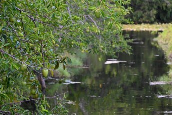 long-key-natural-area-davie-floride-6464
