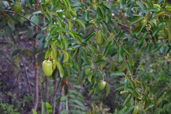 long-key-natural-area-davie-floride-6469