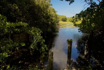 long-key-natural-area-davie-floride-6473