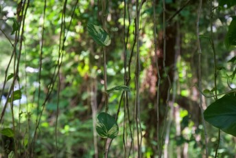 long-key-natural-area-davie-floride-6483