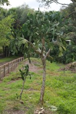 long-key-natural-area-davie-floride-6492
