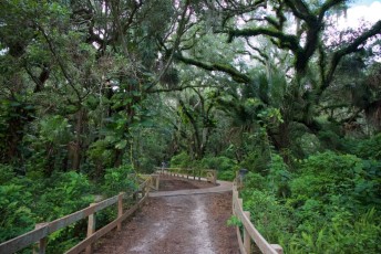 long-key-natural-area-davie-floride-6504