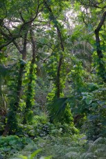 long-key-natural-area-davie-floride-6510