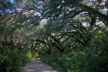 long-key-natural-area-davie-floride-6517
