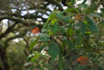 long-key-natural-area-davie-floride-6518
