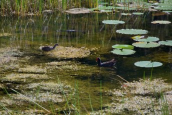 long-key-natural-area-davie-floride-6552