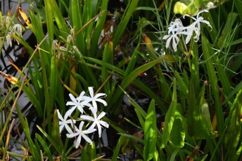 long-key-natural-area-davie-floride-6554