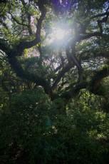 long-key-natural-area-davie-floride-6566