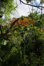 long-key-natural-area-davie-floride-6568