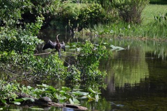 long-key-natural-area-davie-floride-6575