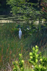 long-key-natural-area-davie-floride-6577
