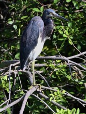 long-key-natural-area-davie-floride-6595