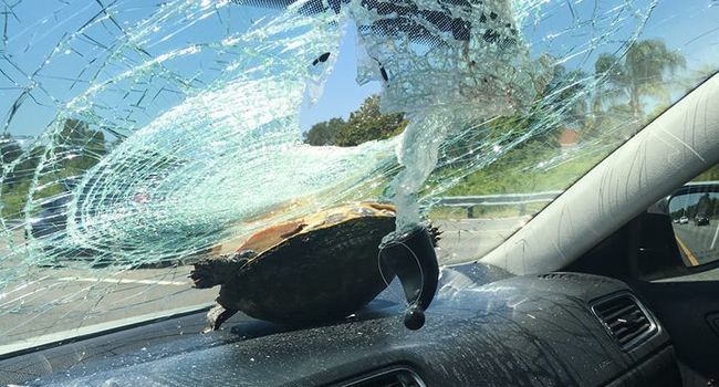 tortue volante