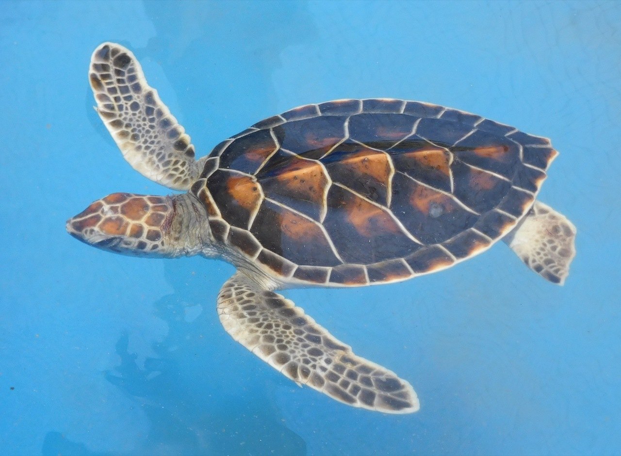 Tortue au Loggerhead Marine Life Center à Juno Beach / Floride