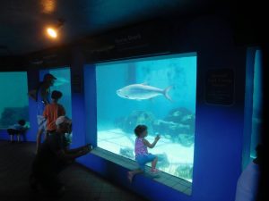 Mote Marine Laboratory & Aquarium, sur Lido Key à Sarasota