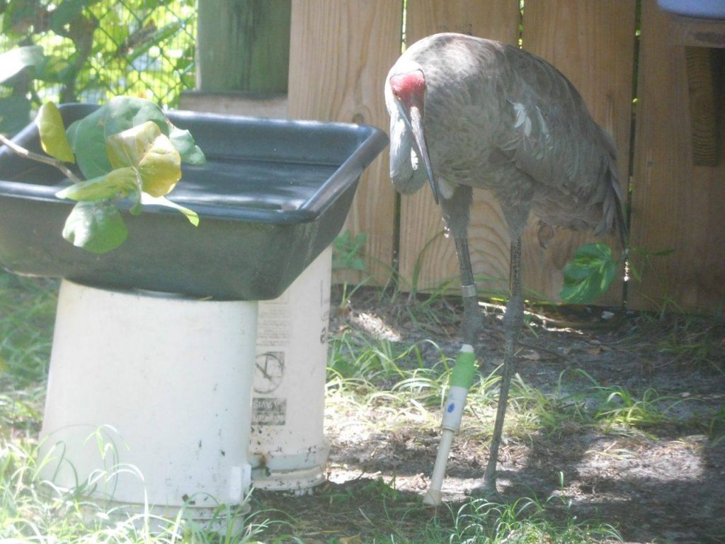 Grue de Floride à la jambe rafistolée par le centre Save Our Seabirds de Sarasota