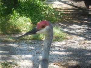 Grue de Floride au centre Save Our Seabirds de Sarasota