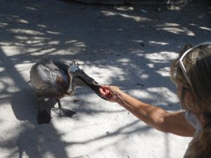 Pélican au Centre Save our Seabirds sur Lido Key à Sarasota