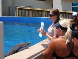 Les dauphins du Marineland de St Augustine en Floride