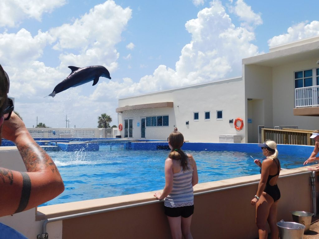 Les dauphins du Marineland de St Augistine en Floride
