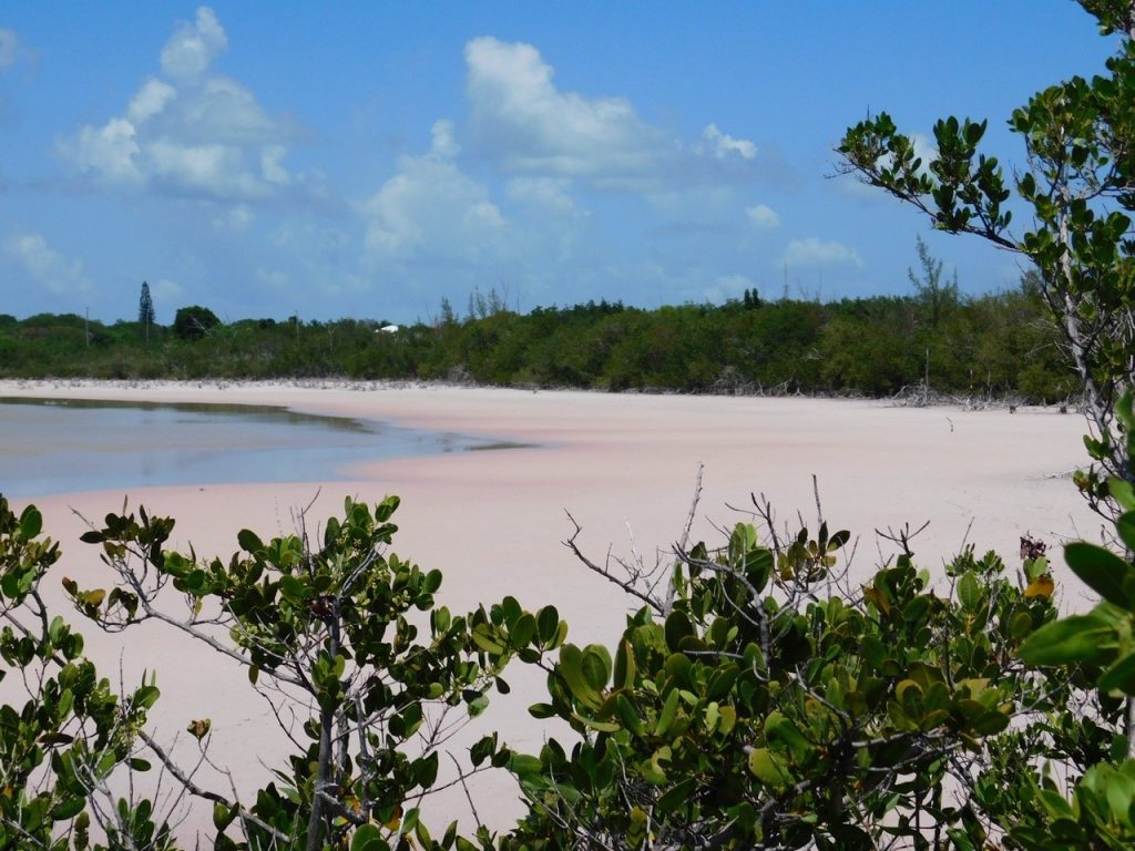 Marécages roses à Grassy Key, Keys de Floride