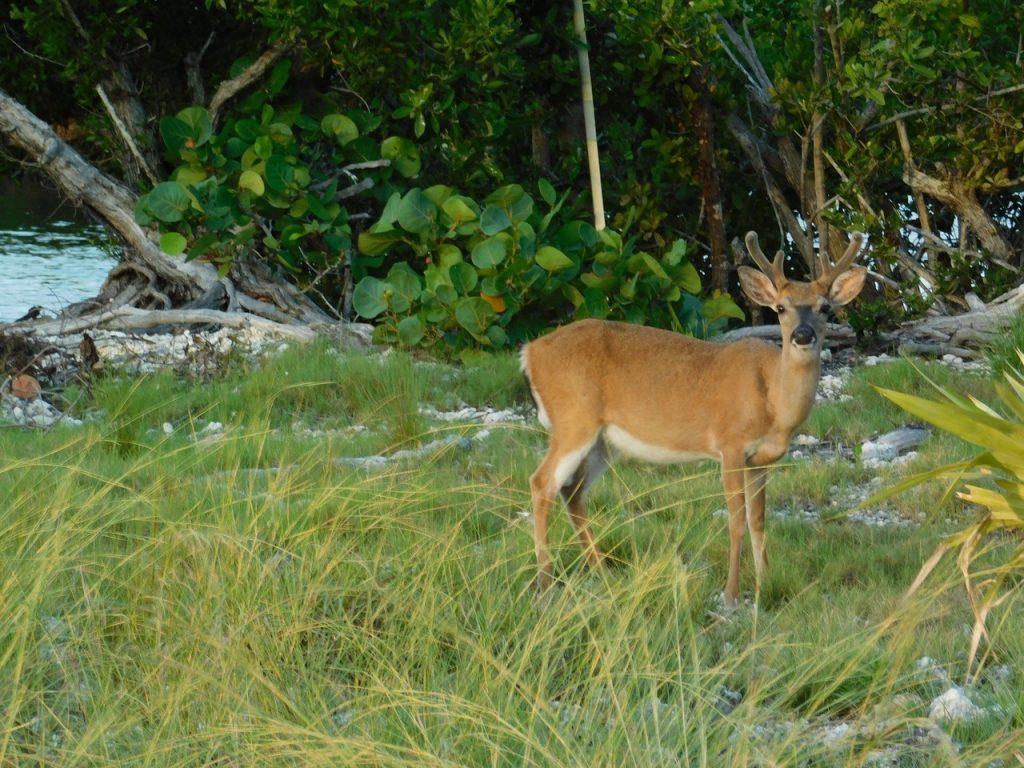 Cerf de Floride à No Name Key