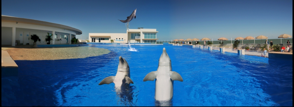 Nager avec les dauphins au Marineland de St Augustine