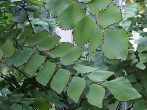 adiantum_peruvianum-22