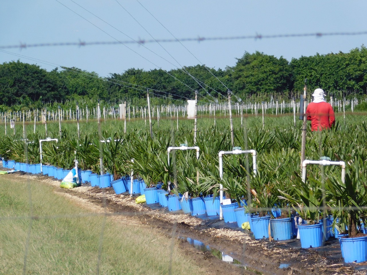 Agriculteurs dans le Redland de Homestead (près de Miami en Floride)