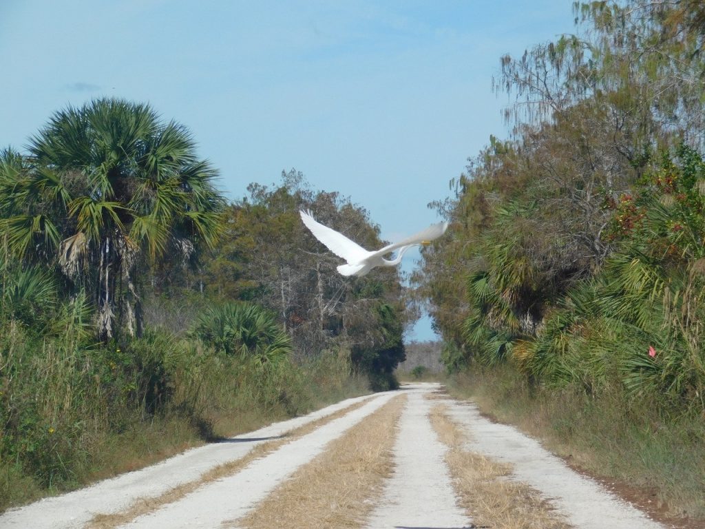Fakahatchee : Janes Memorial Scenic Drive